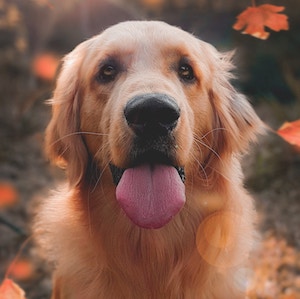 Image of a dog